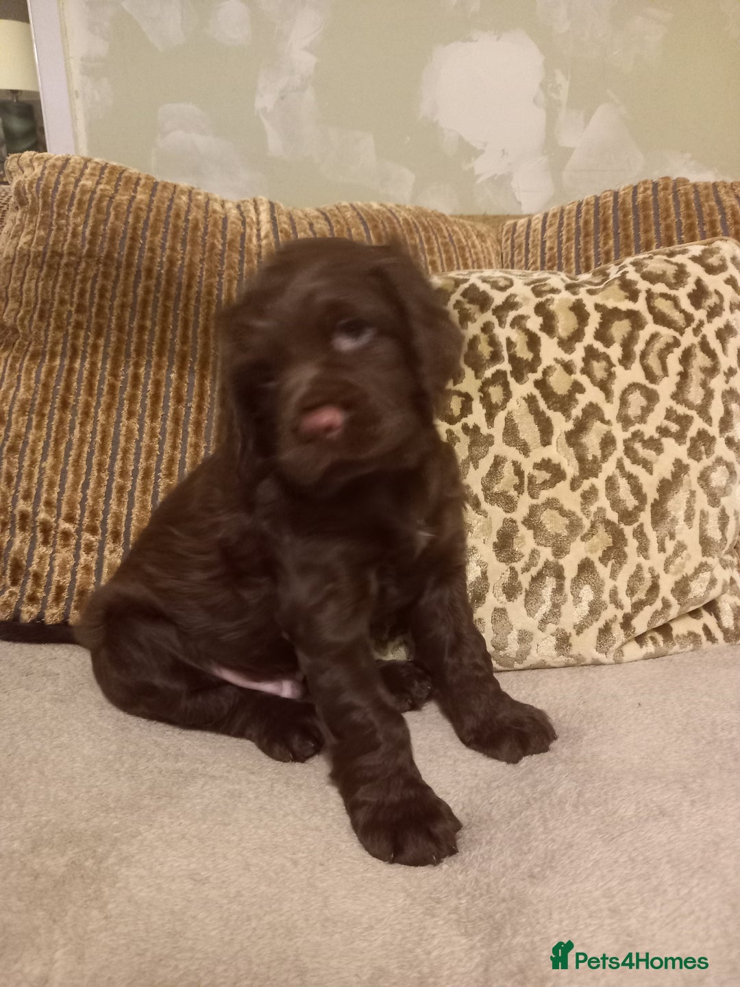 Sprocker dogs for sale: 3 Chocolate Sprockers. - Image 4
