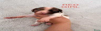English Springer Spaniel 3