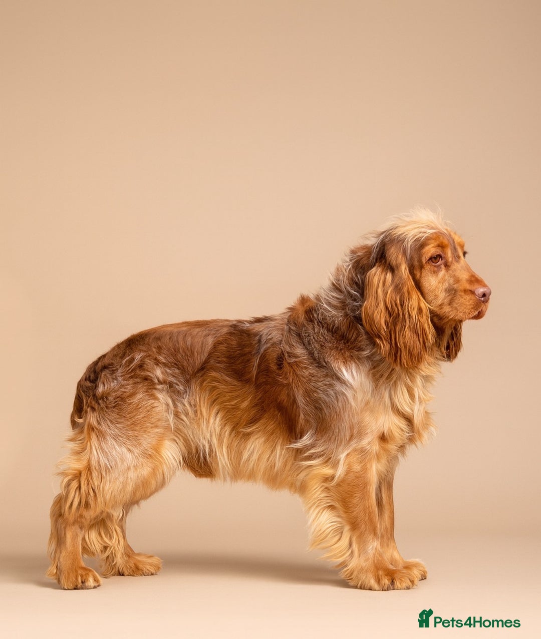 Cocker Spaniel dogs for sale: Quality Health Tested KC Reg Show cocker spaniels  - Advert 10