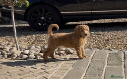 Standard Poodle dogs for sale: Stunning KC Reg Apricot Boy - Image 17