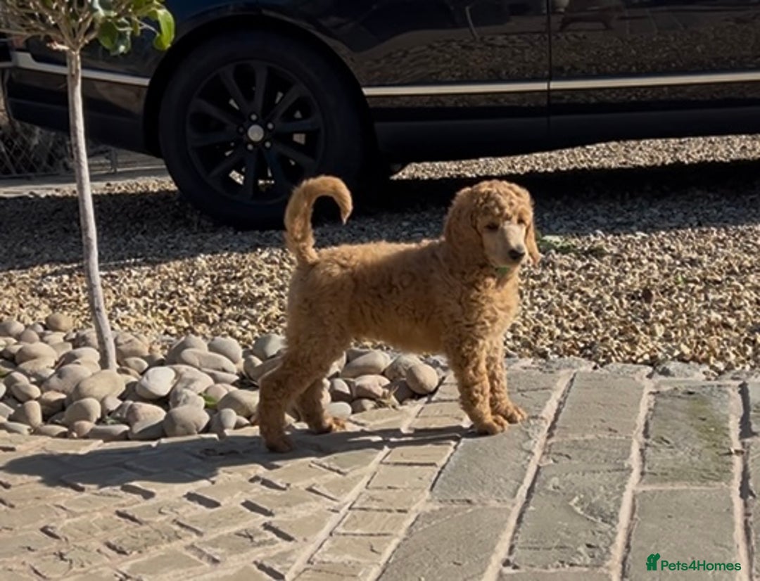 Standard Poodle dogs for sale: Stunning KC Reg Apricot Boy - Image 17