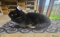 Netherland Dwarf rabbits for sale: netherland dwarf breeding does - Image 1