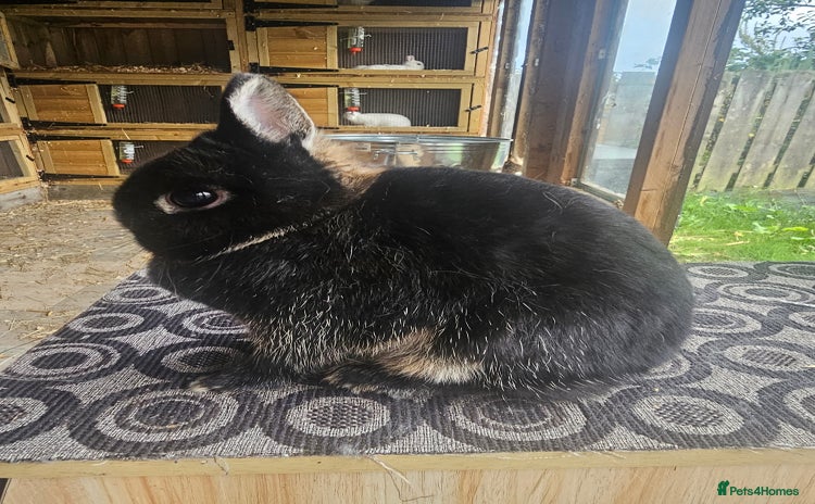 Netherland Dwarf rabbits - Advert 1