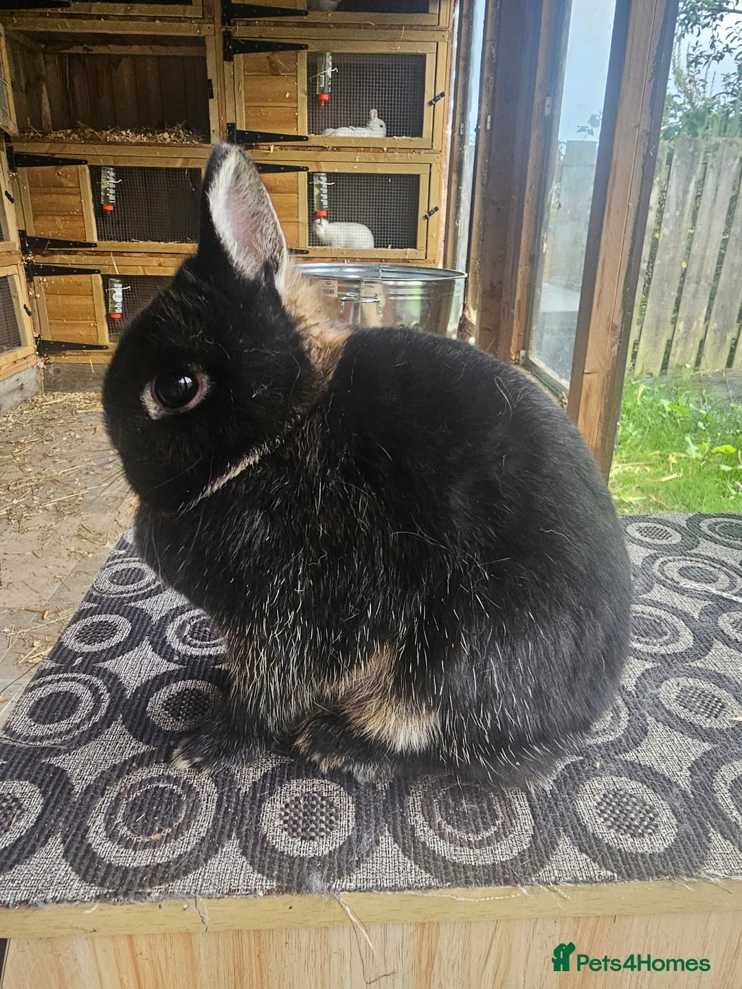 Netherland Dwarf rabbits for sale: netherland dwarf breeding does - Image 1