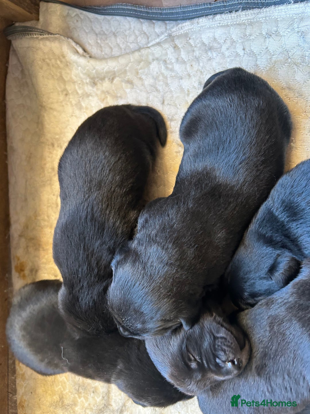 Labrador Retriever dogs for sale: Black Labrador pups  - Advert 5