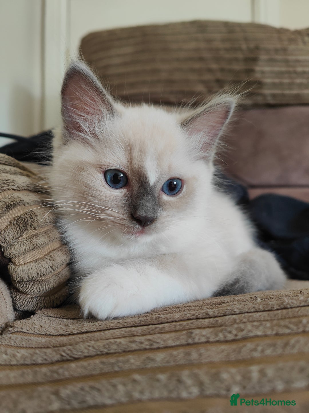 Ragdoll cats for sale: Charming Ragdoll Kittens -  - Image 12