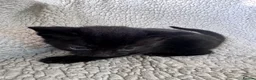 Mixed Breed cats for sale: 8 Beautiful mixed breed kittens looking for a home - Advert 14