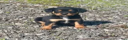 Mixed Breed dogs for sale: Cavalier x kelpie - Advert 2