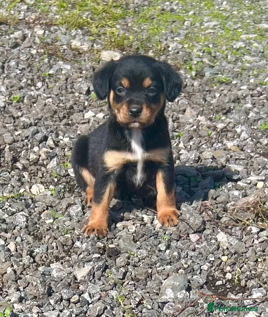 Mixed Breed dogs for sale: Cavalier x kelpie - Advert 2