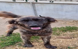 Mixed Breed dogs for adoption: 🆘‼️AT RISK OF BEING EUTHANISED! - Image 2