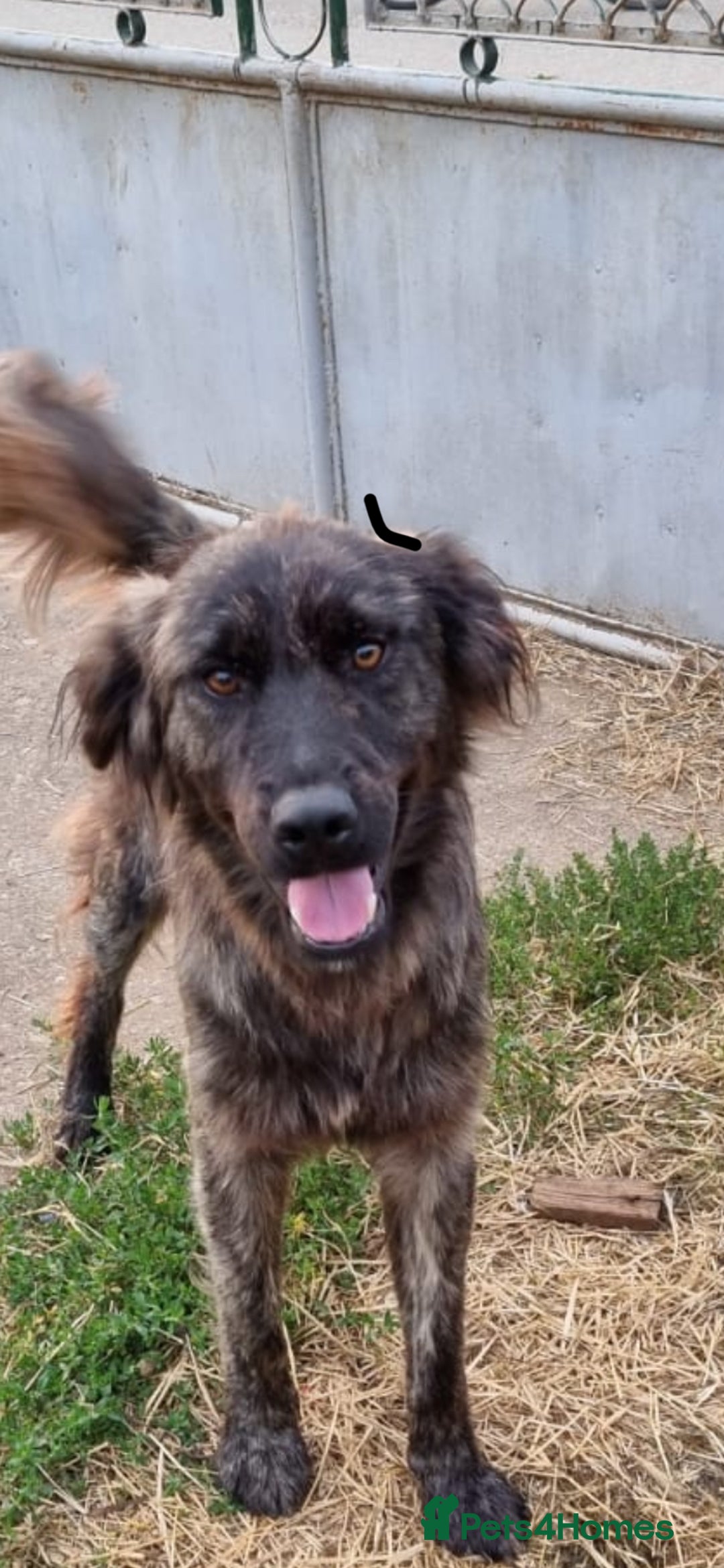 Mixed Breed dogs for adoption: 🆘‼️AT RISK OF BEING EUTHANISED! - Image 2
