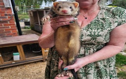Ferret rodents for sale: 3 hobs kits from working stock for sale - Image 4