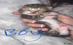 Mixed Breed cats for sale: BengalXTabby kittens LAST BOY LEFT NOW - Image 8