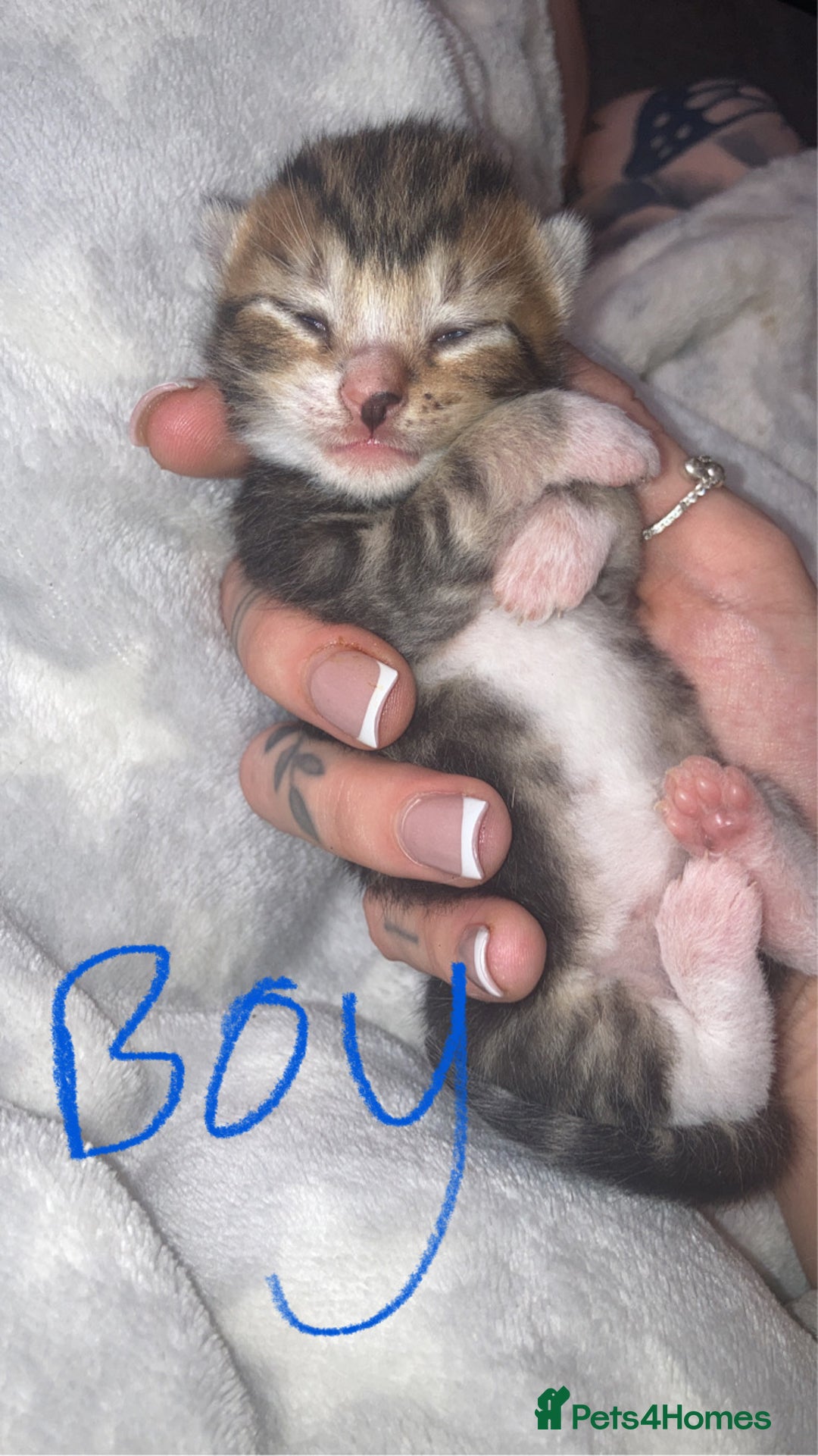 Mixed Breed cats for sale: BengalXTabby kittens LAST BOY LEFT NOW - Image 8