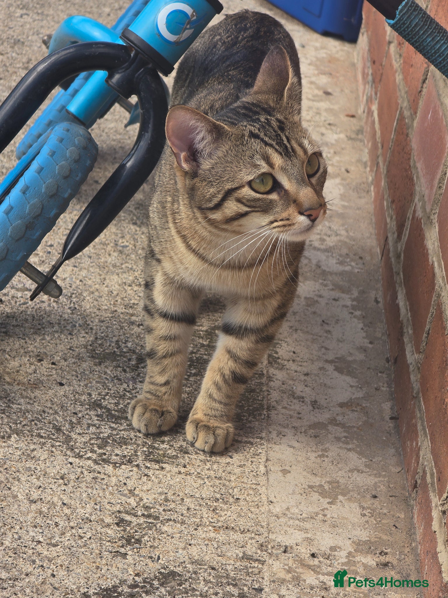 Mixed Breed cats Male cat - Advert 7