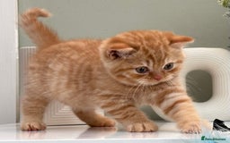 British Shorthair cats for sale: Stunning British Kittens - Image 12