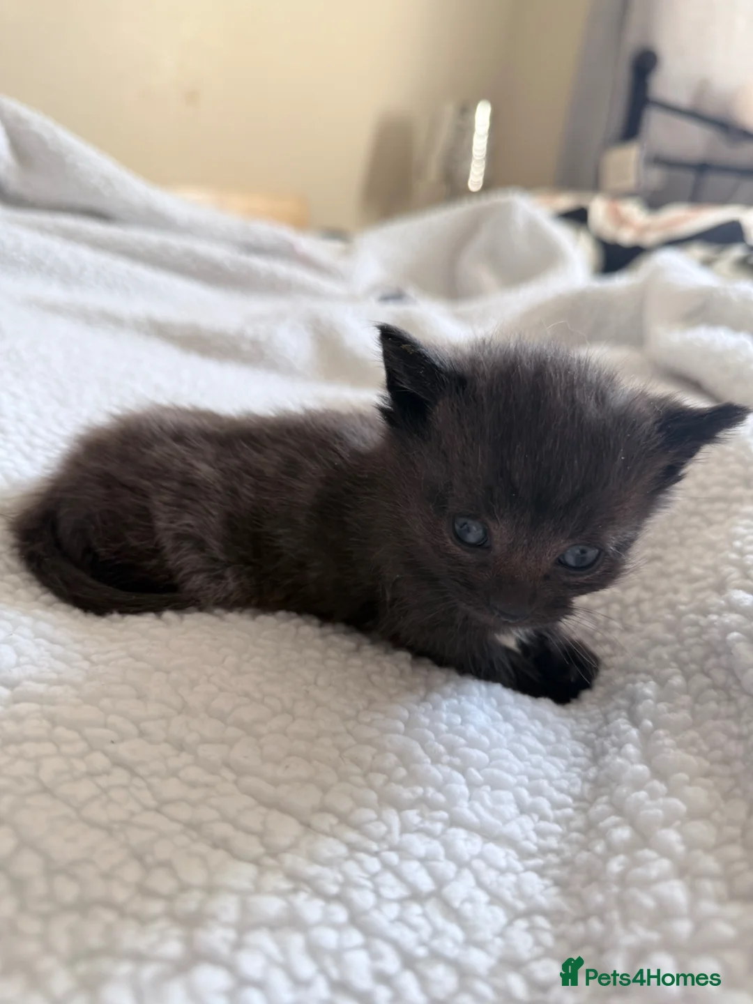 Mixed Breed cats for sale: Female black/grey kitten  - Advert 8