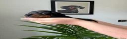Miniature Dachshund dogs for sale: Exceptional Litter Of Smooth Haired Mini Dachshund - Advert 22