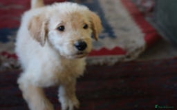 Labradoodle dogs for sale: Lovely Labradoodle Puppies Licenced Breeder - Image 29
