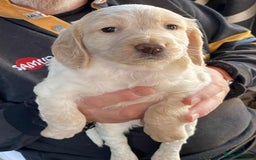 Cocker Spaniel dogs for sale: Amazing Chunky Working Cocker spaniel Puppies - Image 13