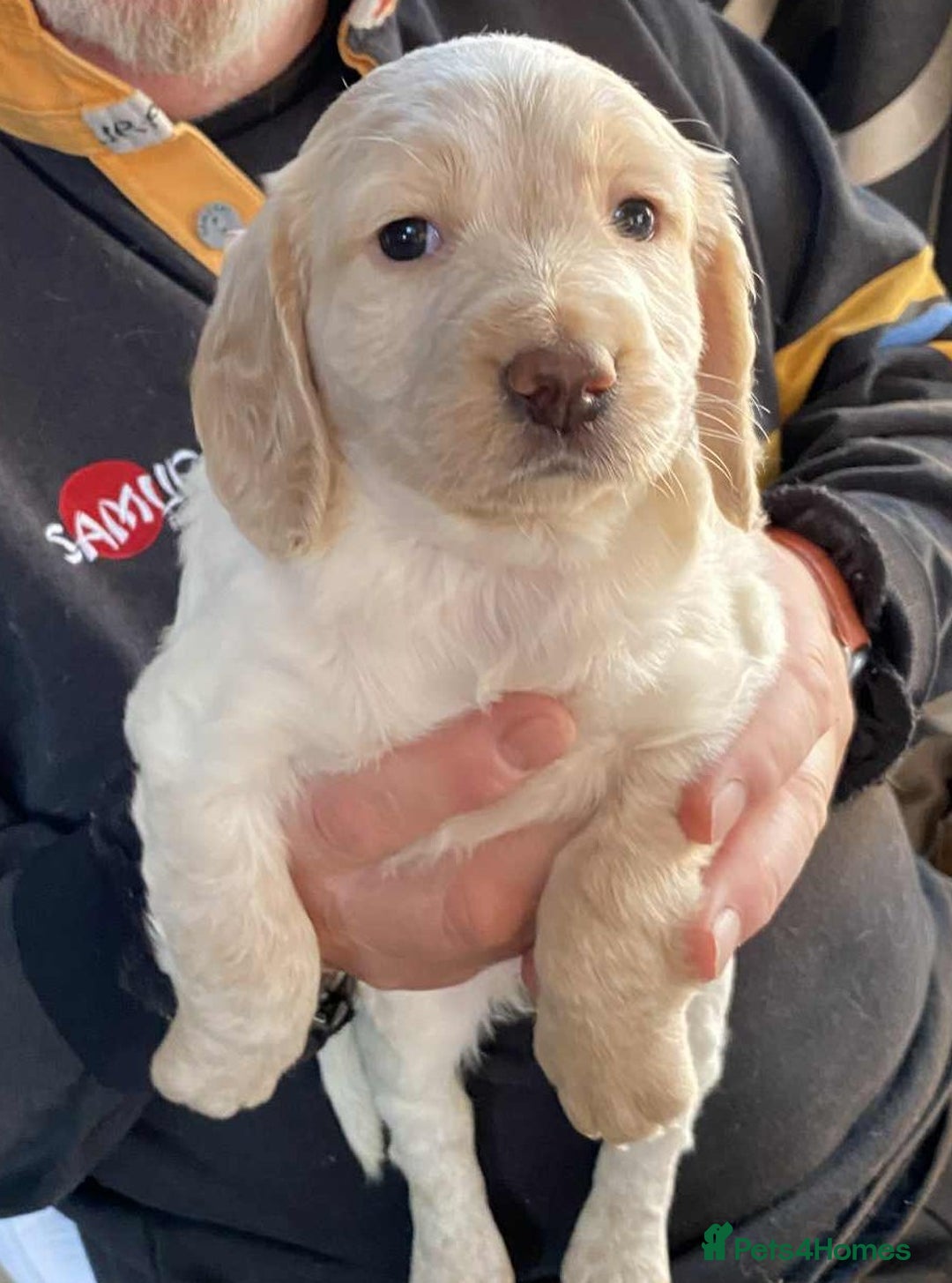 Cocker Spaniel dogs for sale: Amazing Chunky Working Cocker spaniel Puppies - Image 13