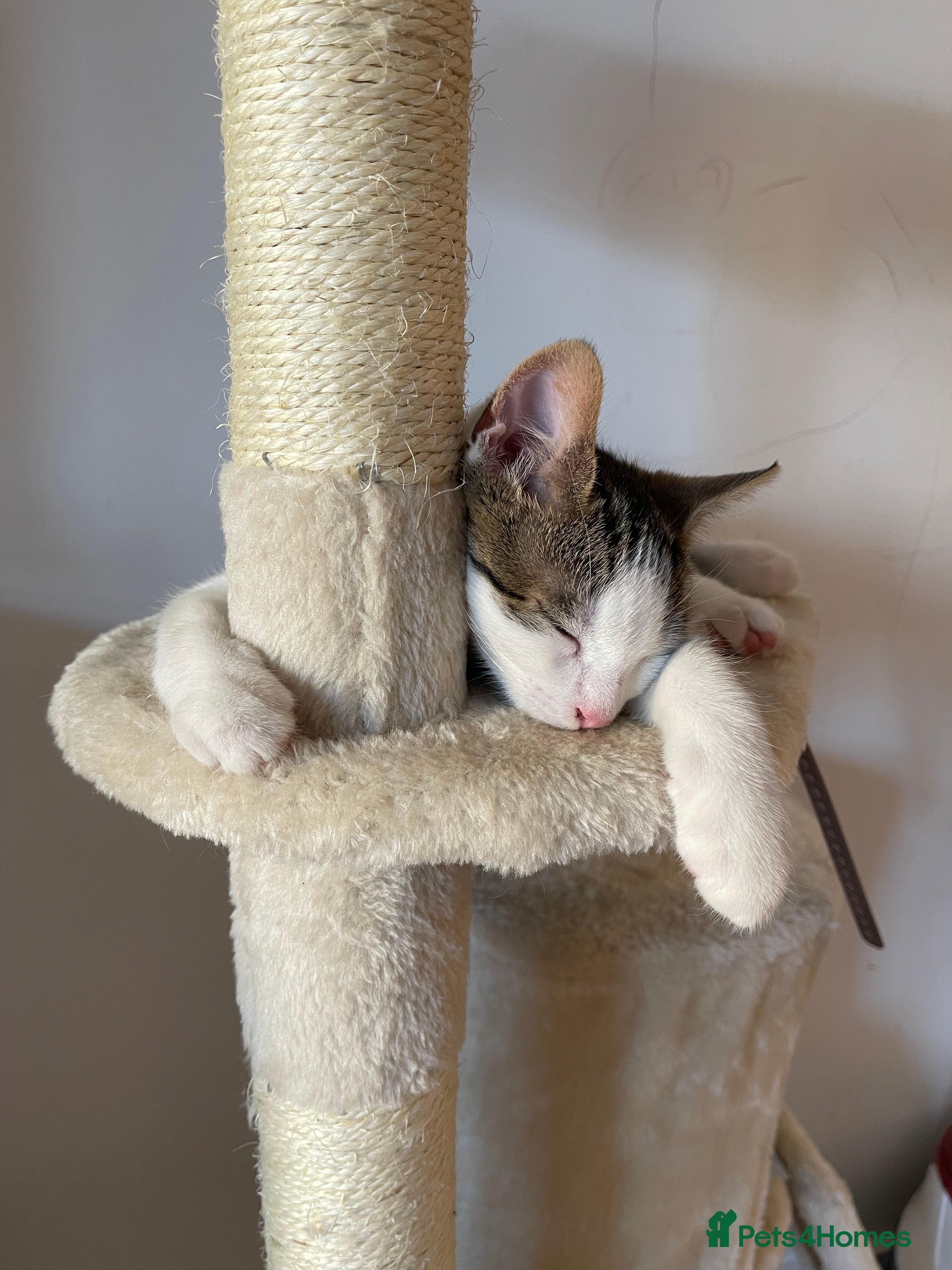 Domestic Shorthair cats Romeo domestic short hair 10 months old  - Advert 1