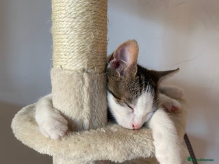 Domestic Shorthair cats Romeo domestic short hair 10 months old - Advert 1