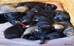 Frug dogs for sale: Puppies  - Image 7