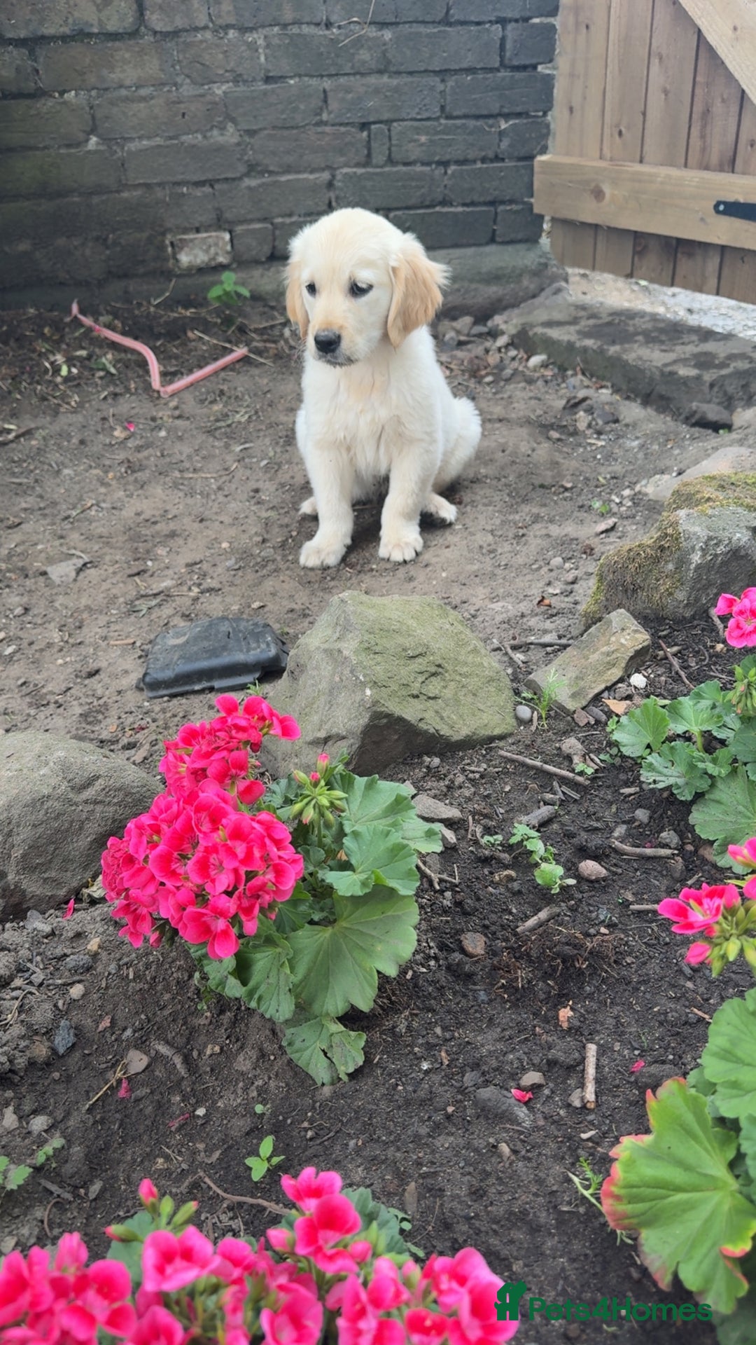Golden Retriever dogs for sale: Beautiful litter of golden retriever puppies - Image 4