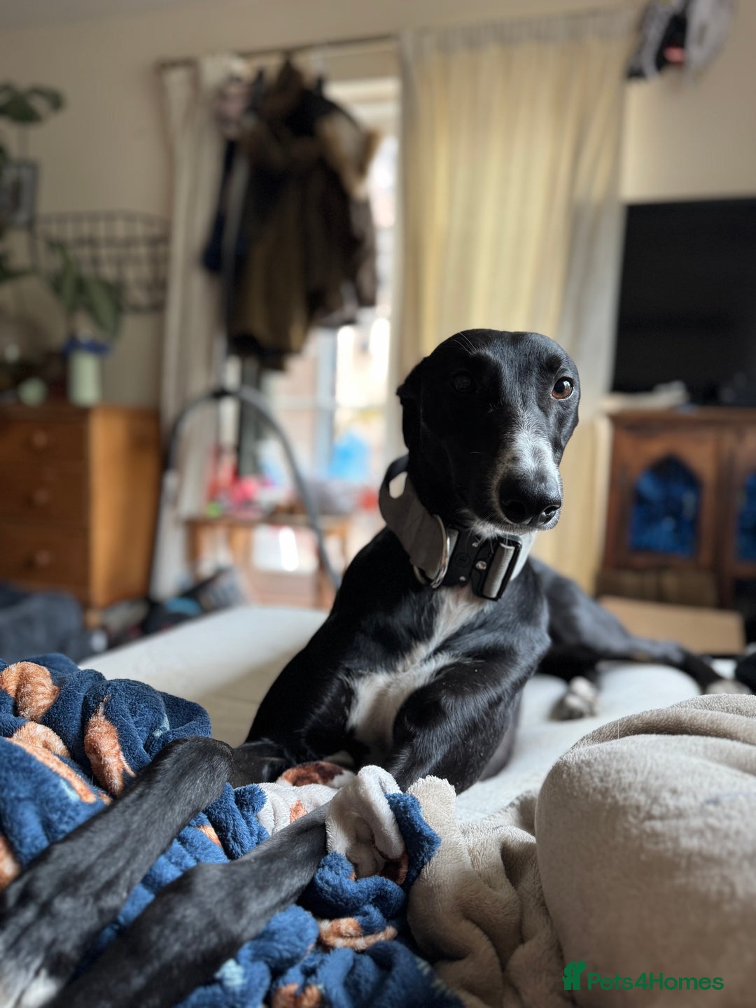 Mixed Breed dogs for sale: Lurcher cross pups - Image 8