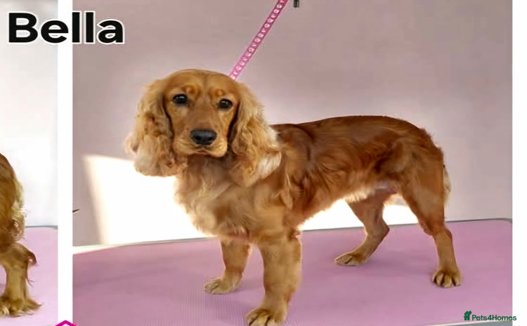 Cocker Spaniel dogs for sale - Advert 1