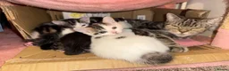 Mixed Breed cats for sale: Adorable mixed Kittens  - Advert 11