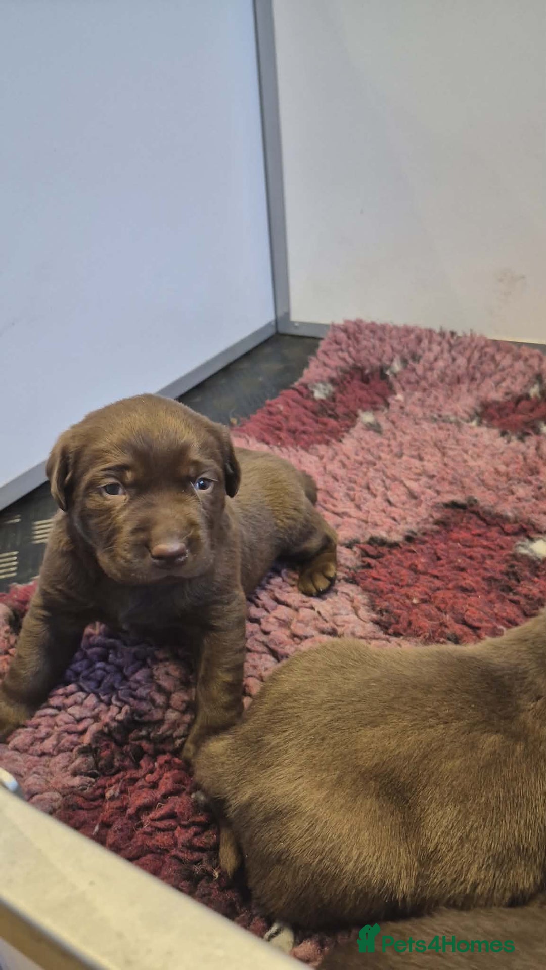 Labrador Retriever dogs for sale: 🤎 Chocolate Labrador Boys Ready Soon. - Advert 3