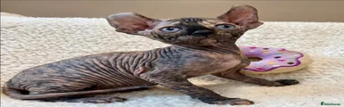 Sphynx 3