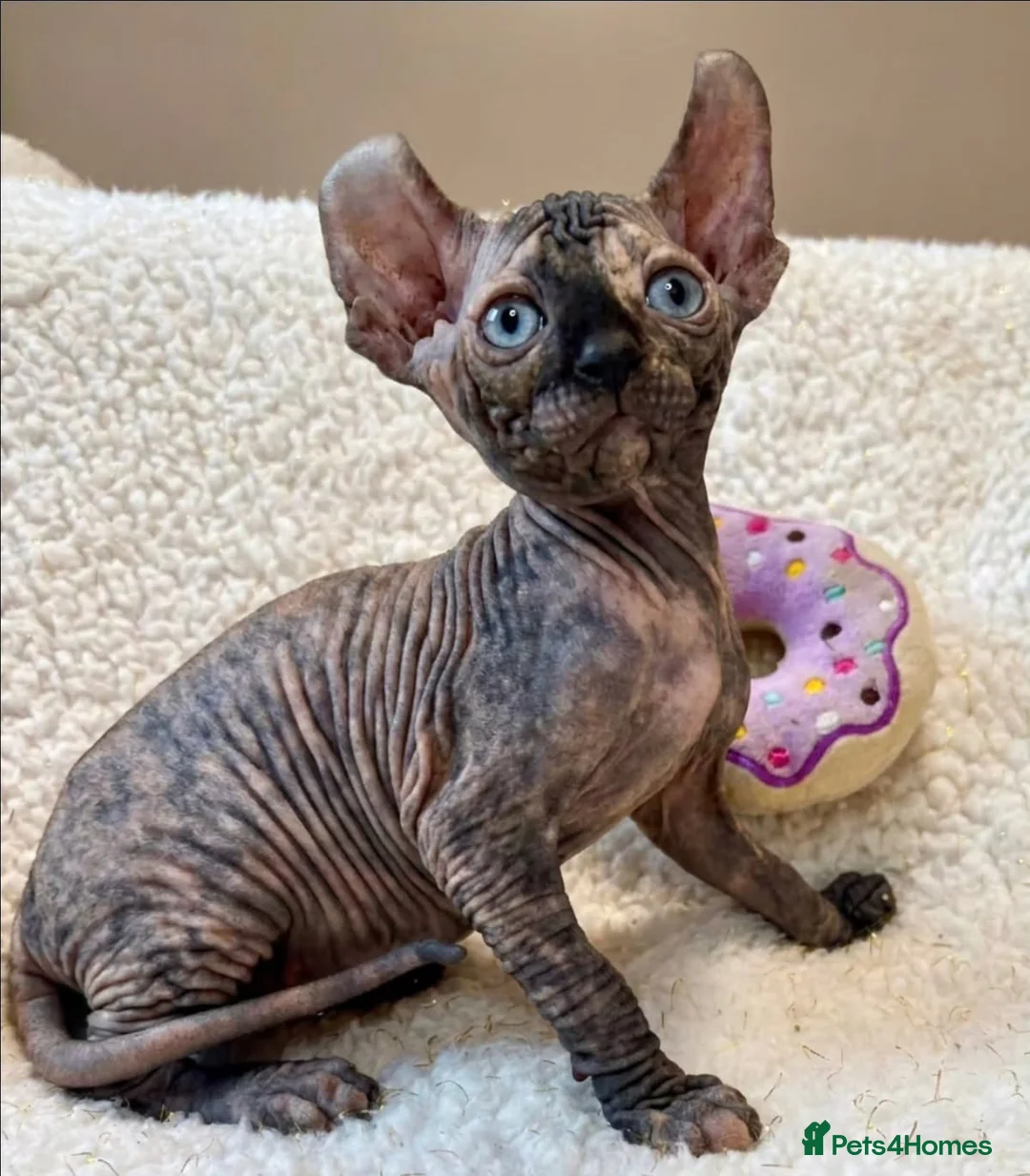 Sphynx cats for sale: Sphynx kittens for rehoming in Hull - Advert 2