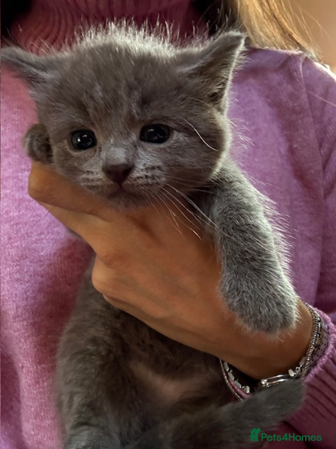 Siberian cats for sale: Part Siberian Kittens  - Image 2