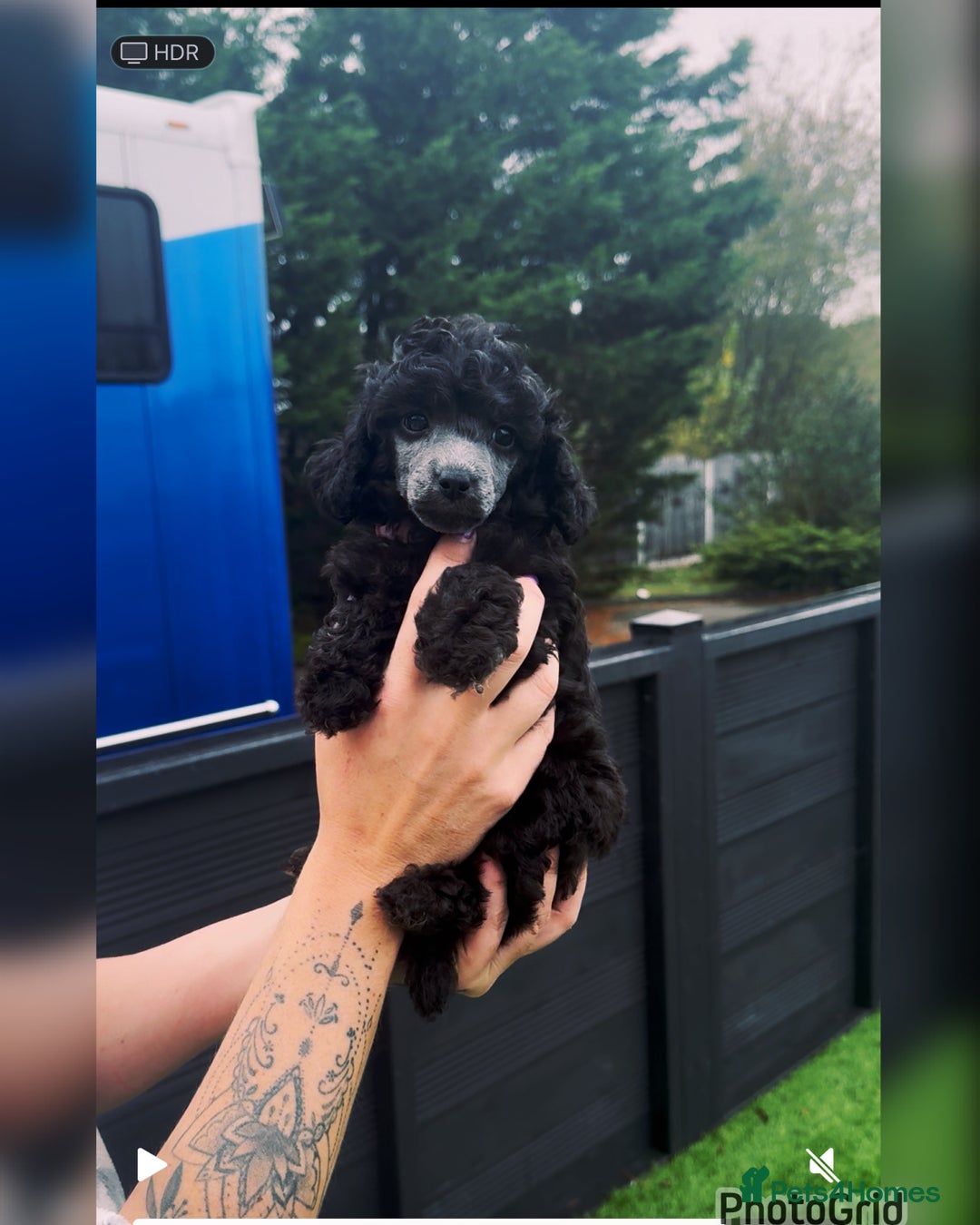 Miniature Poodle dogs for sale: Last one Silver mini poodles  - Advert 8