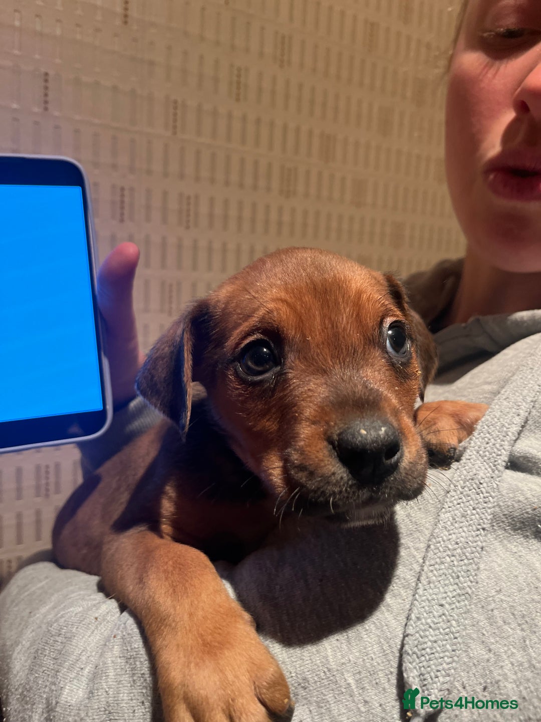 Mixed Breed dogs for sale: Mastiff hybrid - Advert 6