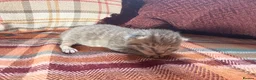 Mixed Breed cats for sale: Beautiful British Shorthaired Cross Kittens - Advert 21