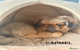 Pekingese dogs for sale: CARMEL - 2 Pekingese puppies BOYS ! Fully vaccinated! - Image 23