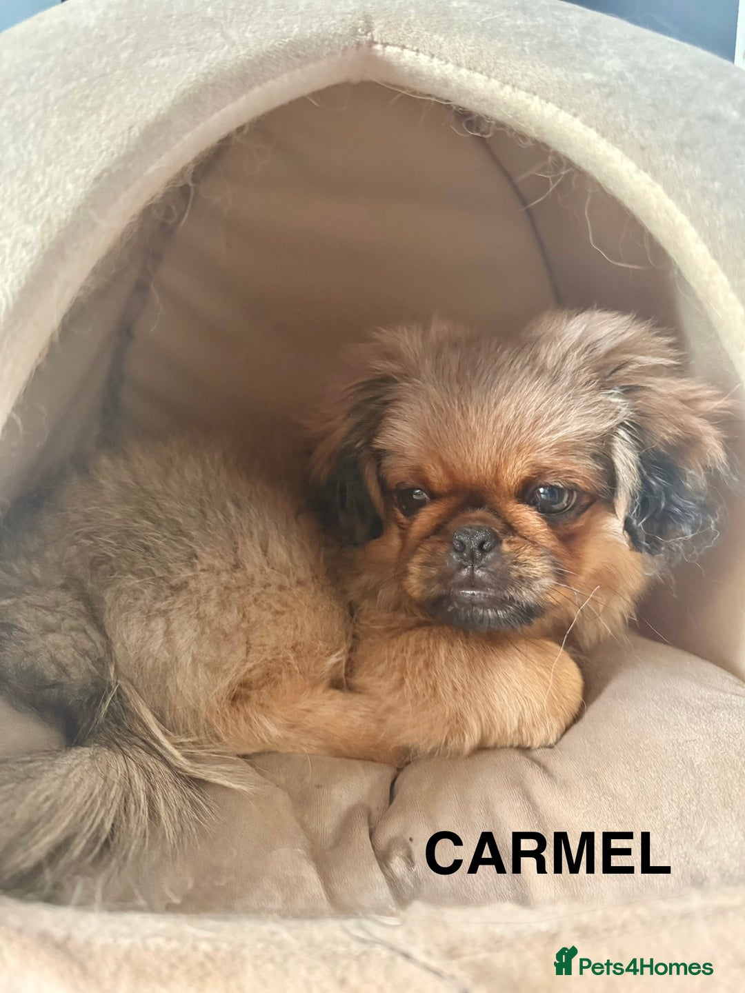 Pekingese dogs for sale: CARMEL - 2 Pekingese puppies BOYS ! Fully vaccinated! - Image 23