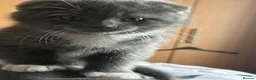 Scottish Fold cats for sale: Last little girl looking for her forever home - Advert 3