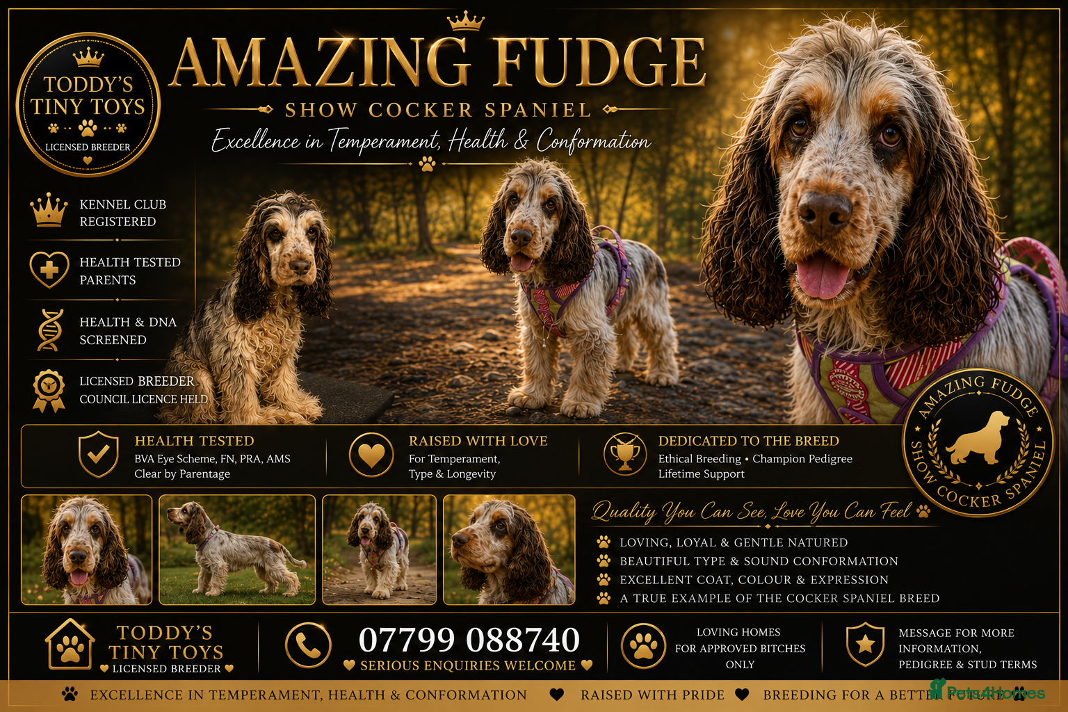 Cocker Spaniel dogs Stunning show cocker stud boy  - Advert 17