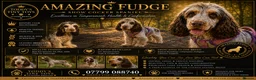 Cocker Spaniel dogs for stud: Stunning show cocker stud boy  - Advert 1