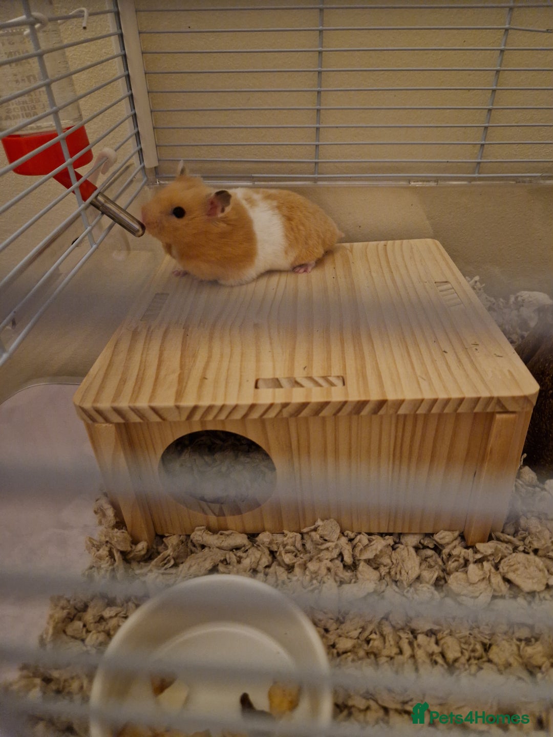 Hamster rodents for sale: Nugget - Image 1