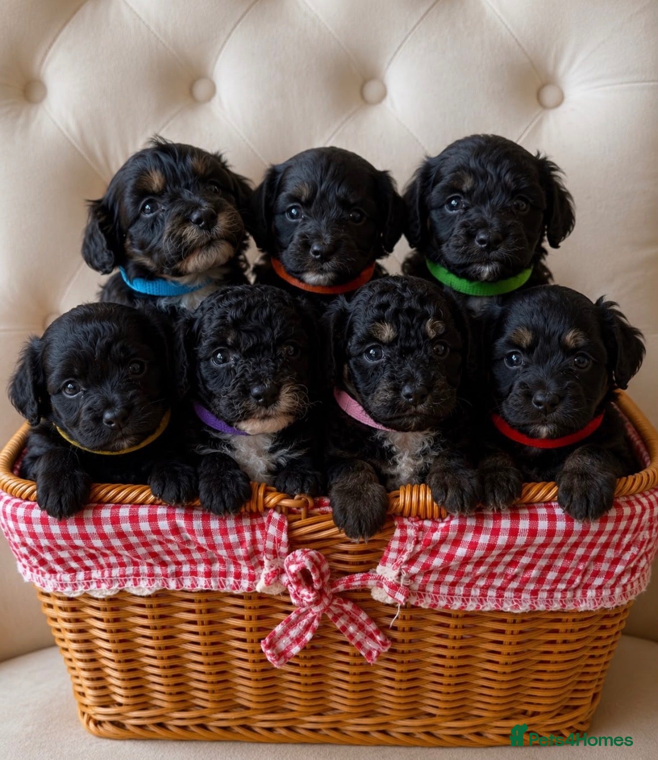 Cockapoo dogs Puppy’s  - Advert 2