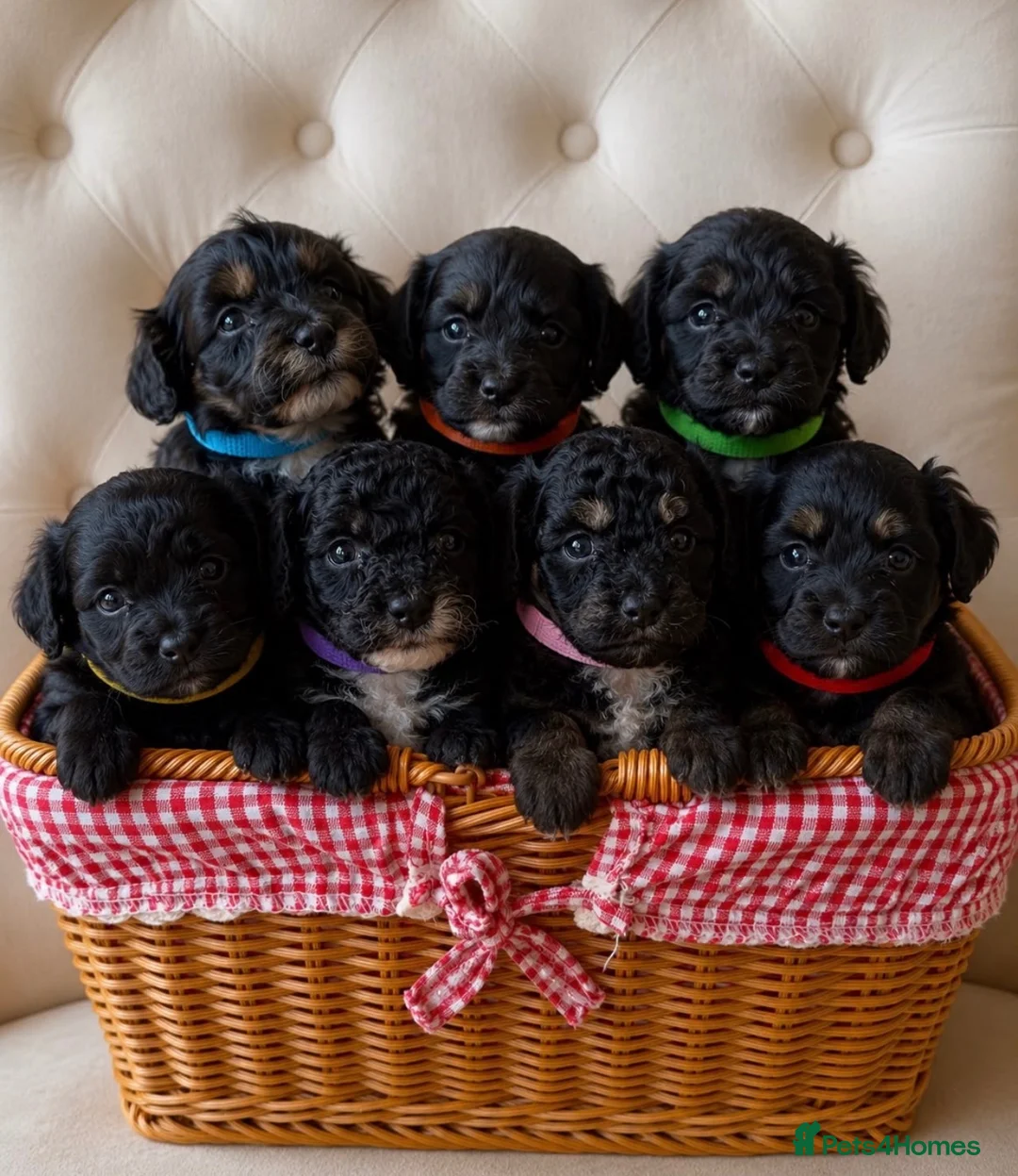Cockapoo dogs for sale: Puppy’s  - Advert 1