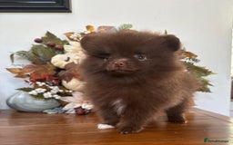 Pomeranian dogs for sale: 🧸🌈 Genuine Teddy Bear Poms Rainbow litter 🌈🧸 - Image 3