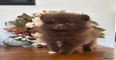 Pomeranian dogs - Advert 15