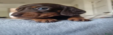 Miniature Dachshund 3